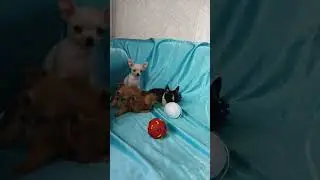 Щенки чихуахуа. Родились 16.апреля