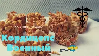 Cordyceps Militaris - Growing Mushrooms