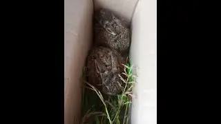 Моя первая трансляция