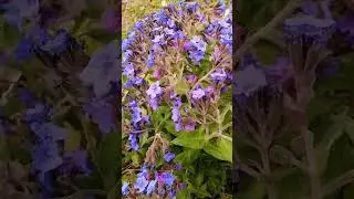 Медуница в лесу и в саду. Целебные красотки.