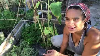 How to Summer Clean Your Garden