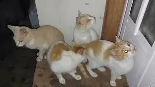 Meraklı Kediler | Küçük Kedilerin Günlüğü