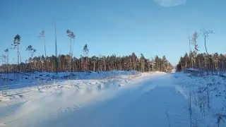 Нашли  стадо лосей