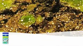 API POND-ZYME SLUDGE DESTROYER | Remove sludge from your pond