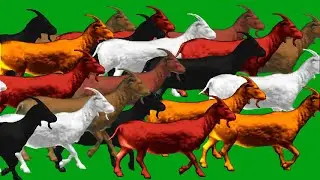 Goats Stampede Walking Green Screen Blue Screen Black Screen HD Animals Video