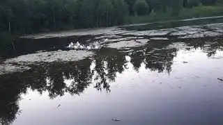 Утки гуси