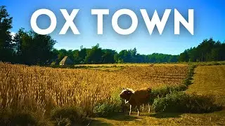 Creating a Large Town that Worship Ox in Manor Lords