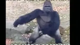 Harambe floss