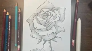 How to draw rose easy Art tutorial for beginners