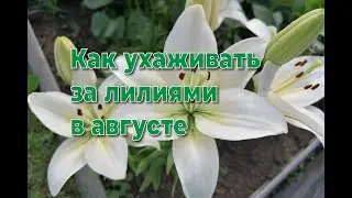 Правильный уход за лилиями в августе поможет им пережить зиму.