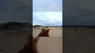 #equestrian