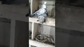 сизомурые моздокские