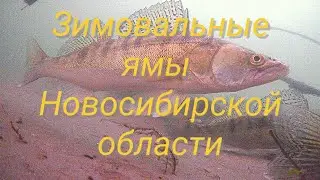 Обитание СУДАКА. Где и как искать СУДАКА зимой?