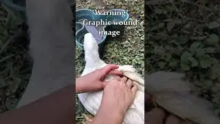 Yarrow Oil (Achillea Millefolium): Effective wound healing for people and animals!