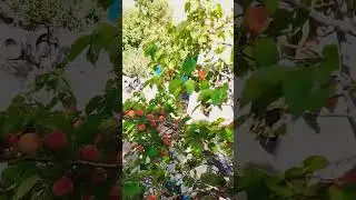 Kargil ki khubani#viral ,#youtube #new #shot #video
