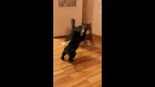 Соня гоняет котов #shorts