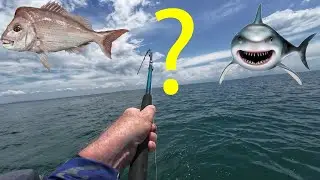Do We Have a Shark Problem?