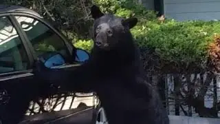 Медведь хотел залезть в машину