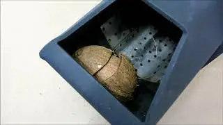 Pelletron Alpha 60 is against coconut