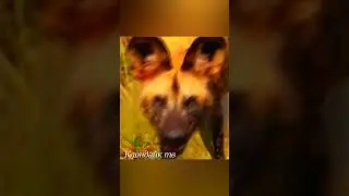 Гиены отбирают добычу у хищников #animalsvideo #animals