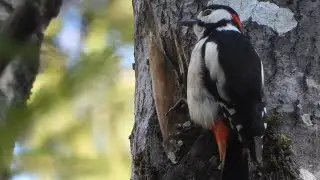 Putni Latvija. Dižraibais dzenis (Dendrocopos major) / The Great Spotted Woodpecker