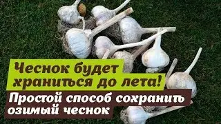 Надежный способ хранения чеснока до лета дома