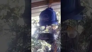 Perkutut Bangkok mulai rajin