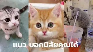 เมื่อเห็นแมว แมวจะบอกนิสัยของเราได้