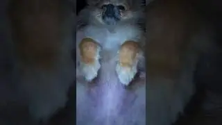 Кайфует 😂 #tiktok #собака #reaction #pomeranian #smile #шпиц