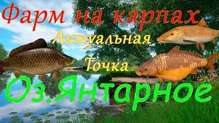 Фарм на оз.Янтарное. Акканут Универсал. Русская рыбалка 4