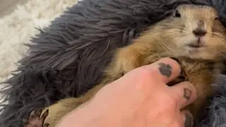 Prairie Doug Loves the Pets