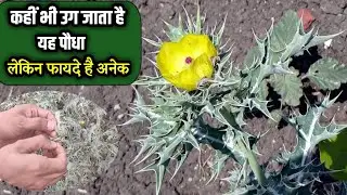 Satyanashi ka paudha | सत्यानाशी जड़ी बूटी के फायदे | Satyanashi ke fayde | @satyanashi