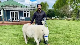 We Rescued an Abandoned Pony... | Horse Rescue on the Homestead