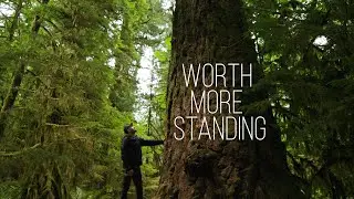 Worth More Standing - Protect Our Old Growth Forests in British Columbia, Canada
