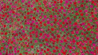 Art In the Orchard 2021 - The 6th Biennial Eileen M. Travis, "The Poppy Field"