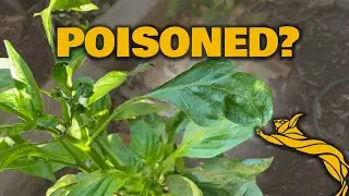 Herbicide Laced Compost DESTROYED My Garden