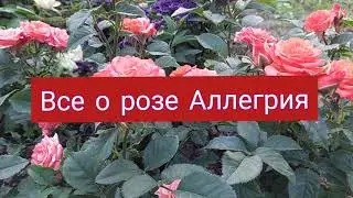 All about the Allegria rose!