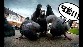 Дружелюбные Голуби Челябинска         Friendly Pigeons of Chelyabinsk