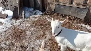 Козлята на прогулке