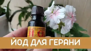 Йод испортил мои герани