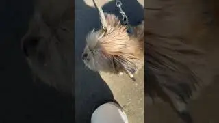 Милота! Прекрасный Лари!