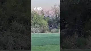😲BOBCAT interupts putting practice⛳️on the course in AZ! 