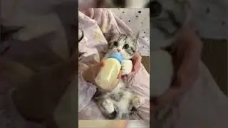 cats #catsmeme #cats #cat #day #thebest #catmemes #video #videoshort #catsshorts