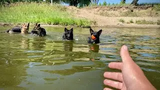 Незабываемый отпуск с овчарками