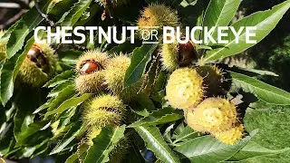 What is the Difference Between a Chestnut and a Buckeye?