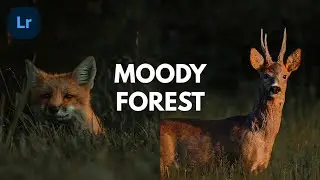 Moody Forest Preset | How To Edit Lightroom Preset | Free Lightroom Preset | Free DNG Download