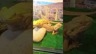 Бородатая агама.🦎 lizard.#lizard#animal #shorts #short #агама#ящерица #зоопарк#животныепланеты