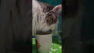 Кот Вася жадно пьет воду 🐈