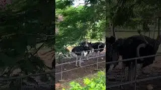 Страусы, цесарки в Парке Птиц в Хамбантоте, в Шри Ланке, июль 2024.г.