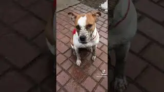 Свинка